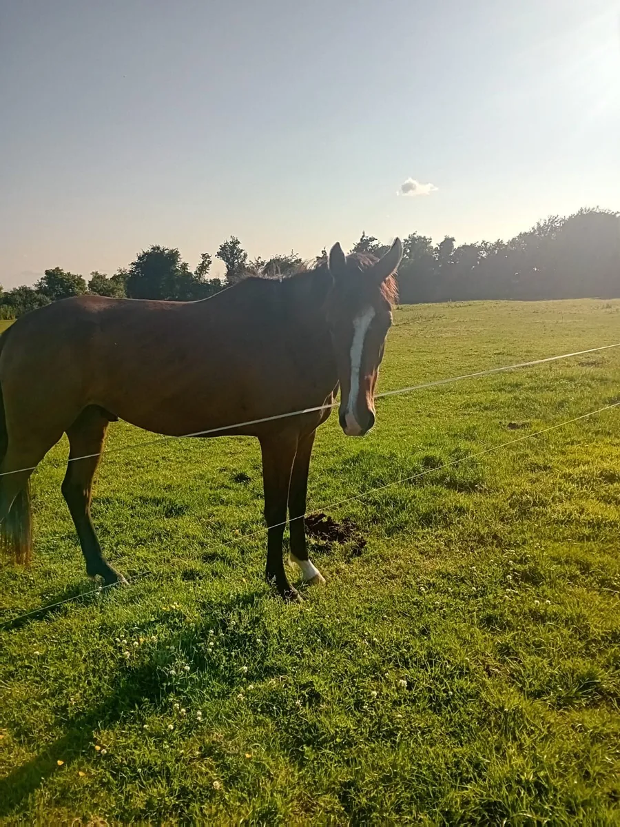 Horses - Image 4