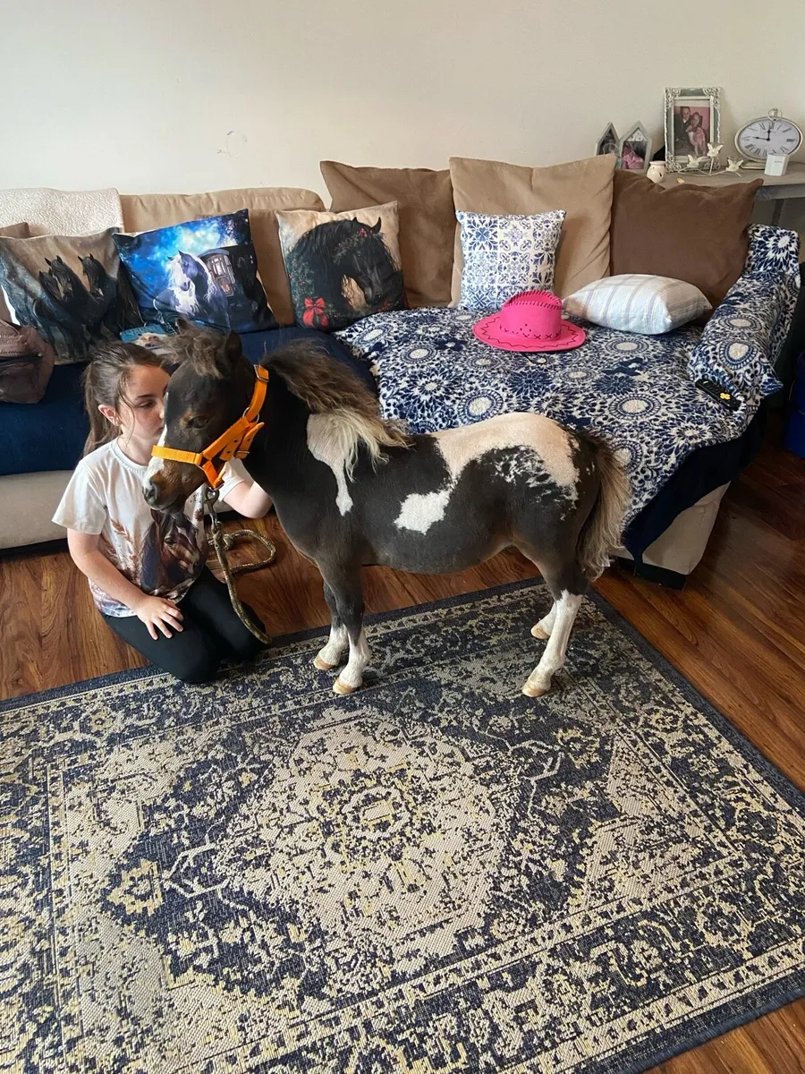 TINY MINIATURE THERAPY PONY €1250 - Image 2