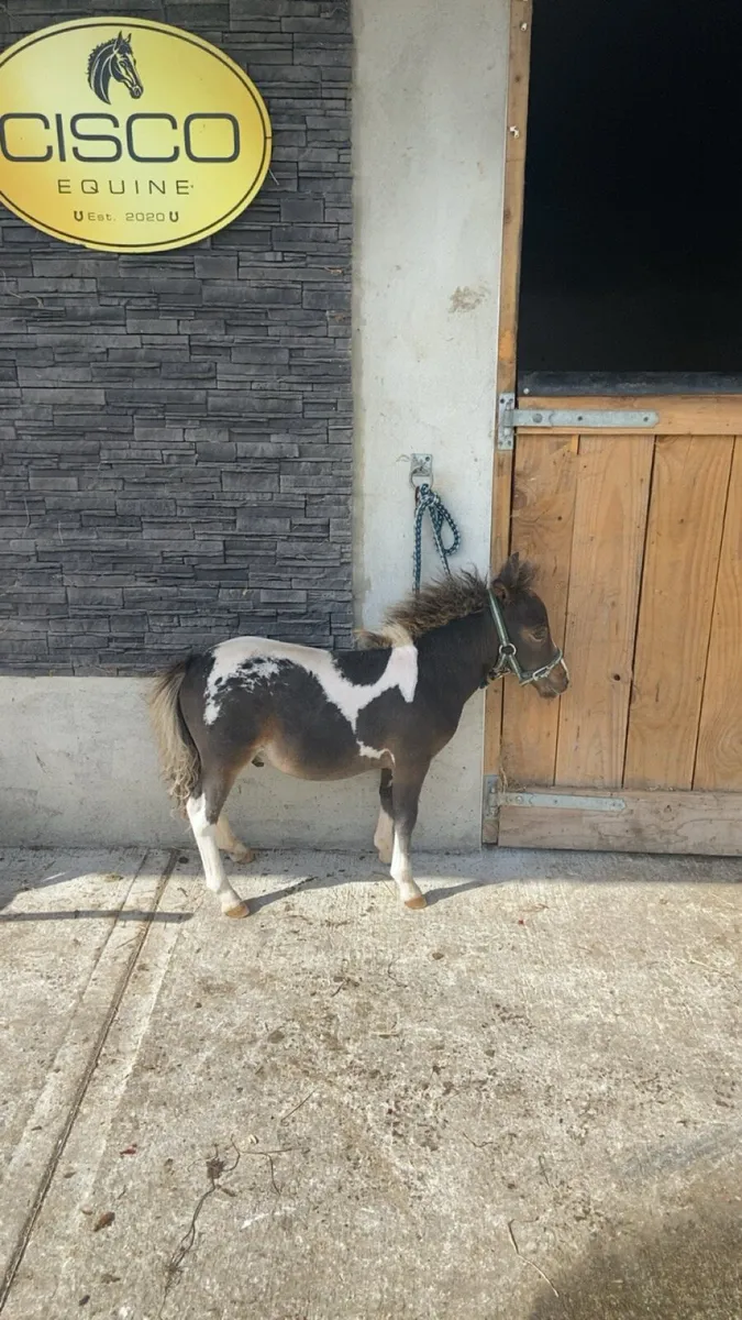 TINY MINIATURE THERAPY PONY €1250 - Image 3
