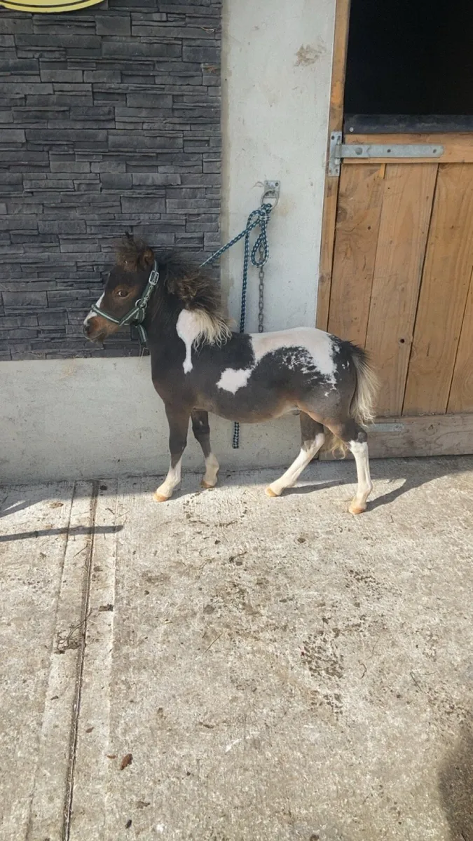 TINY MINIATURE THERAPY PONY €1250 - Image 4
