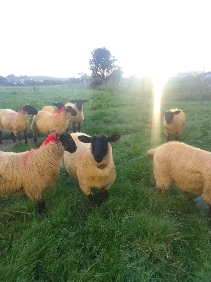 Ewe lambs - Image 1