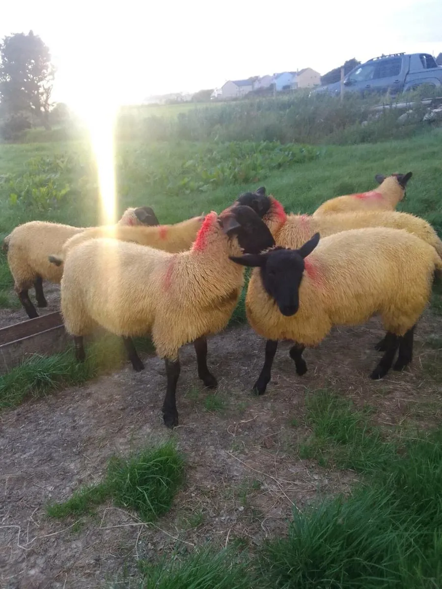 Ewe lambs - Image 2