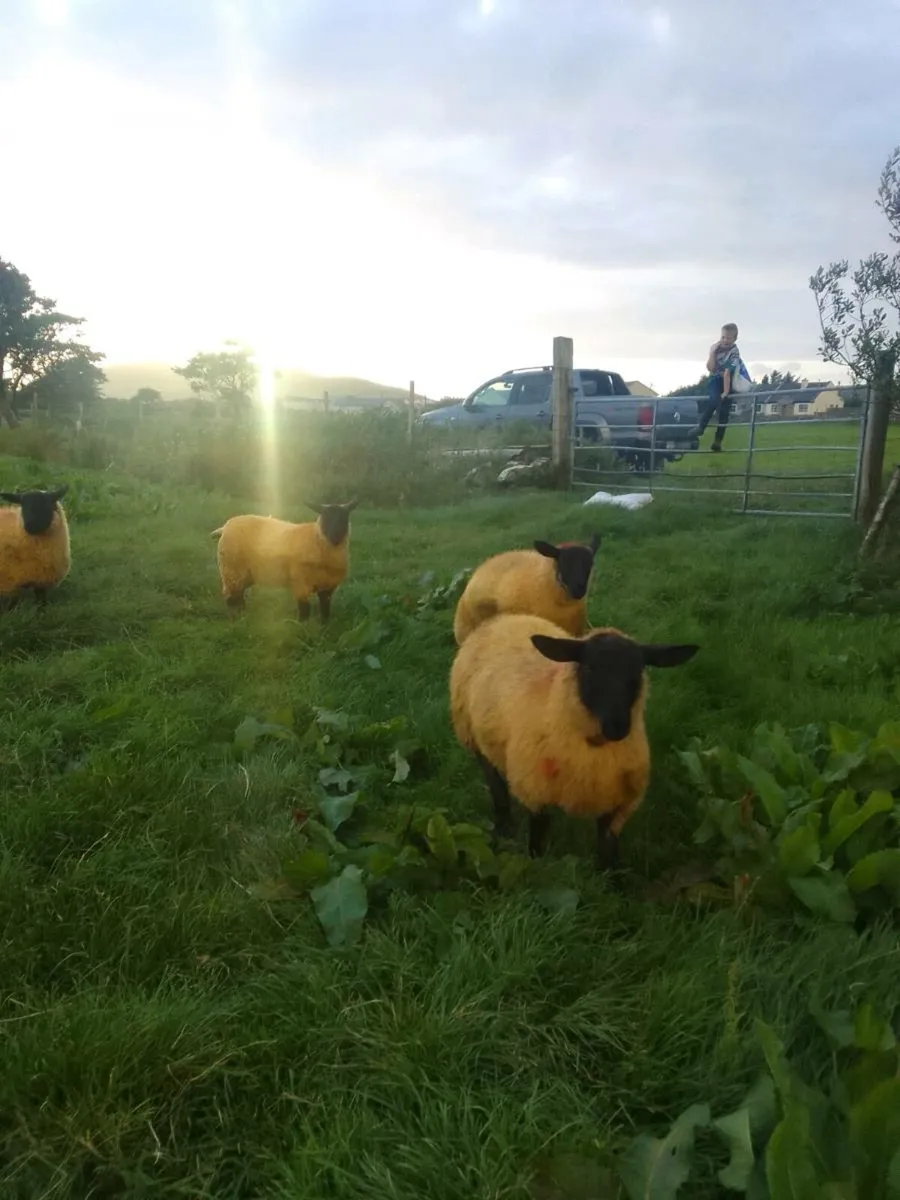 Ewe lambs - Image 4