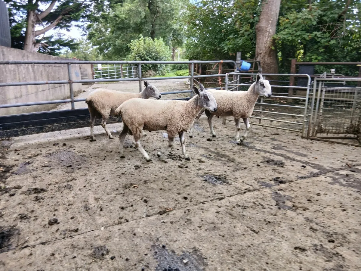 Traditional Bluefaced Leicester Hogget Rams - Image 2