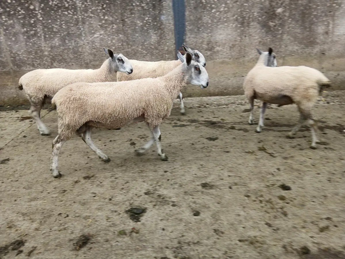 Traditional Bluefaced Leicester Hogget Rams - Image 3