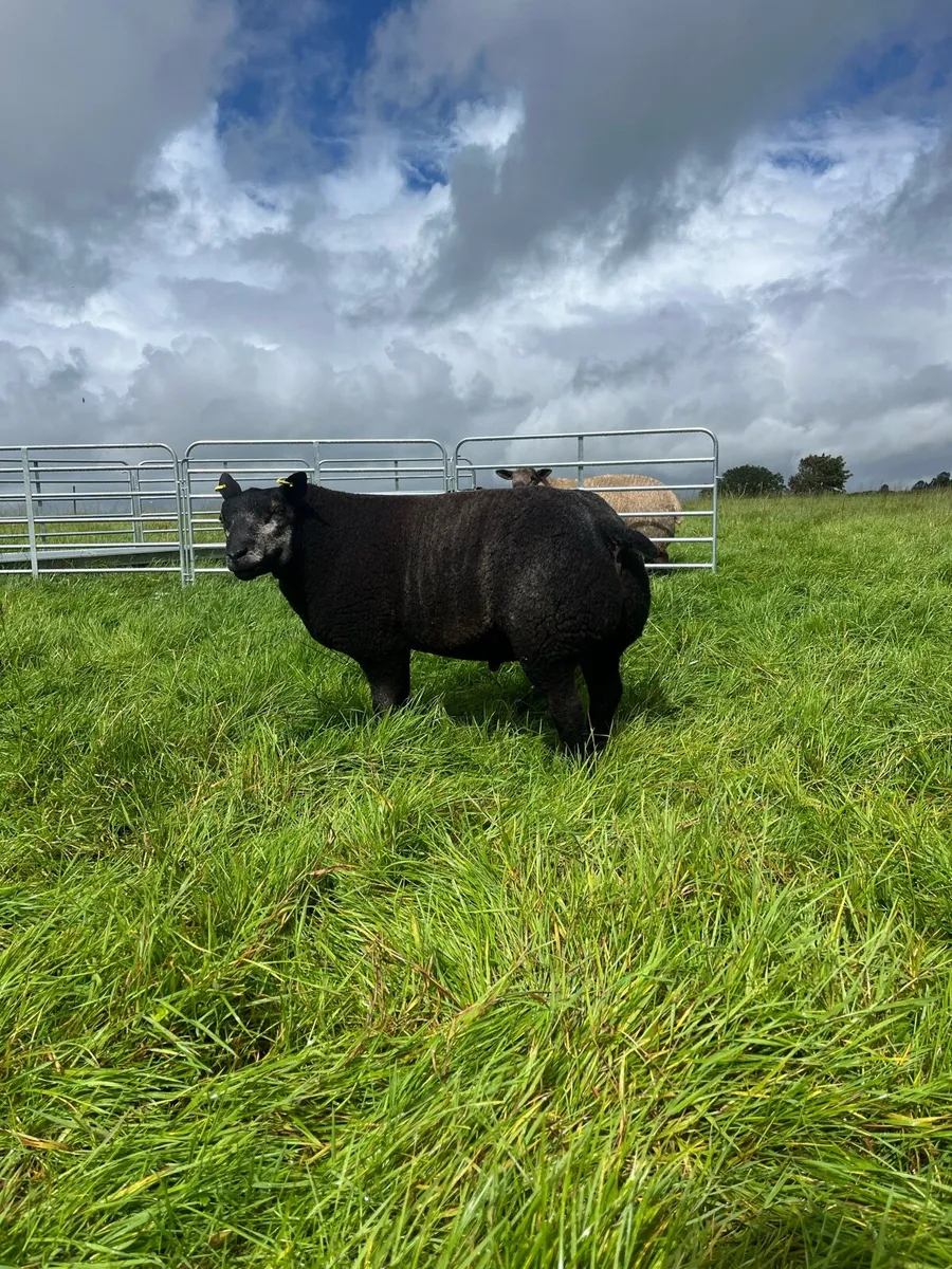 Blue texel - Image 1