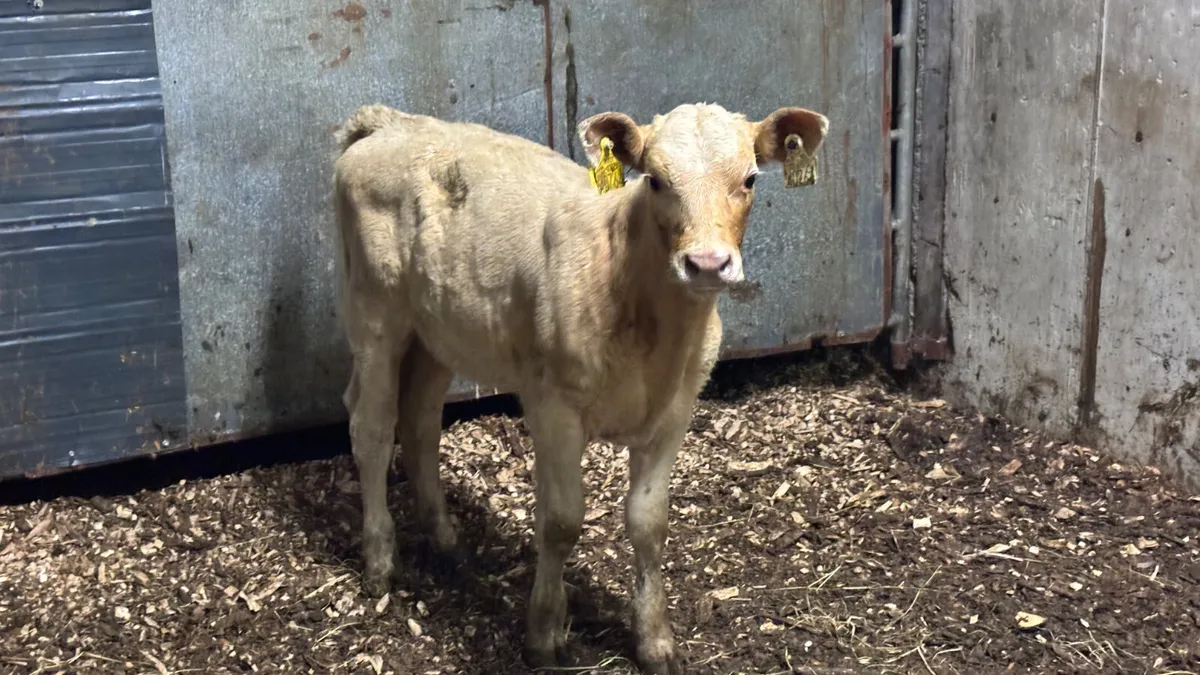 Suckler Bred Charolais Heifer Calf - Image 4