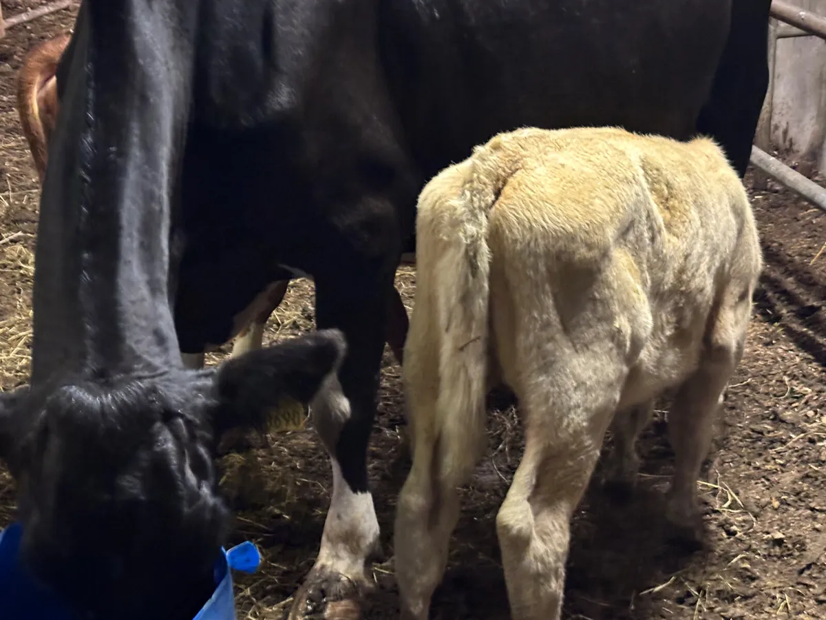 Suckler Bred Charolais Heifer Calf - Image 2