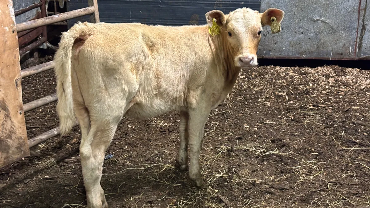 Suckler Bred Charolais Heifer Calf - Image 1