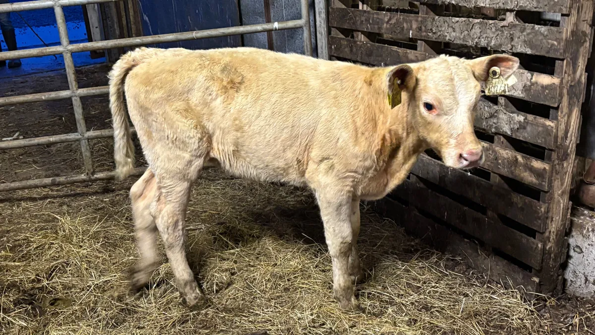 Suckler Bred Charolais Heifer Calf - Image 3