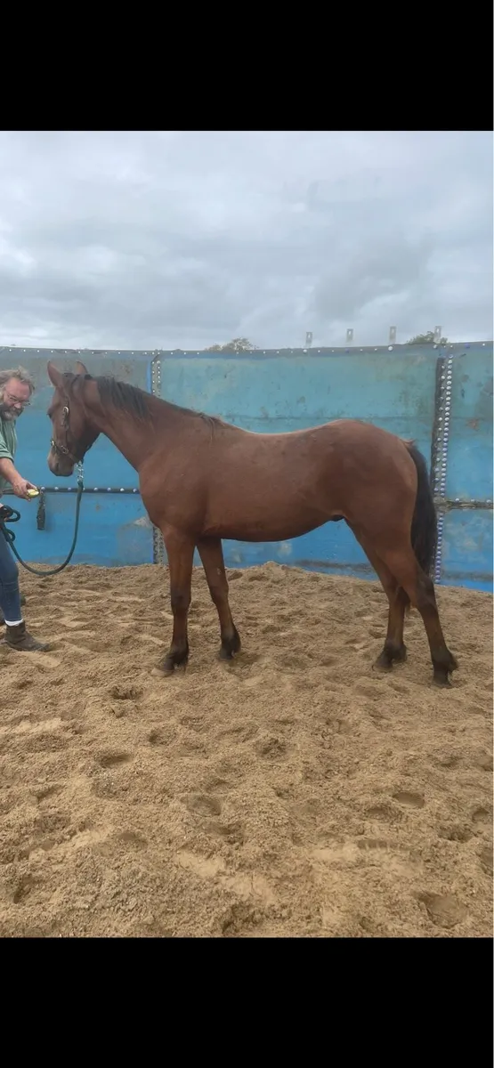 Lovely Connemara yearling N/N - Image 1