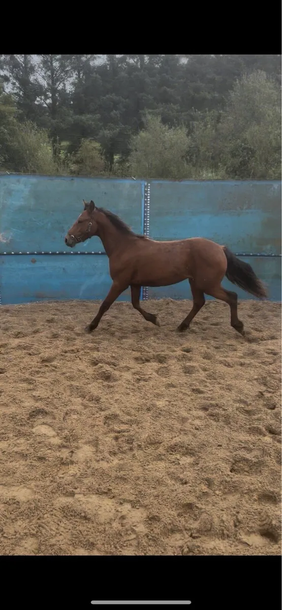 Lovely Connemara yearling N/N - Image 2