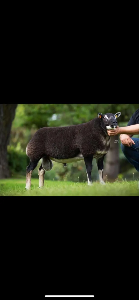 Ram - Image 4