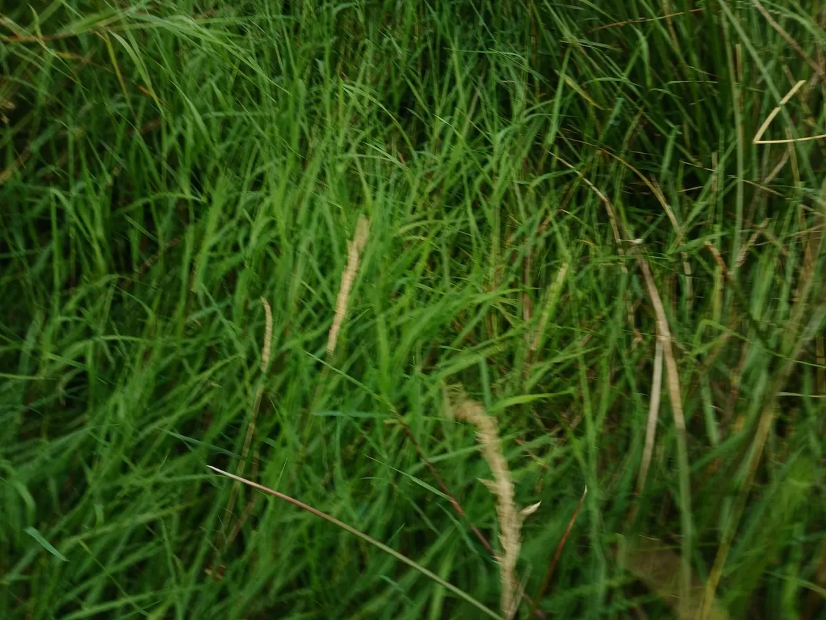 Cavan town: 4.5 Acres free for Sillage cutting - Image 2
