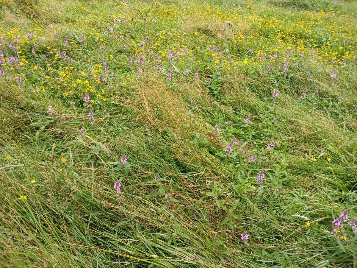 Cavan town: 4.5 Acres free for Sillage cutting - Image 3