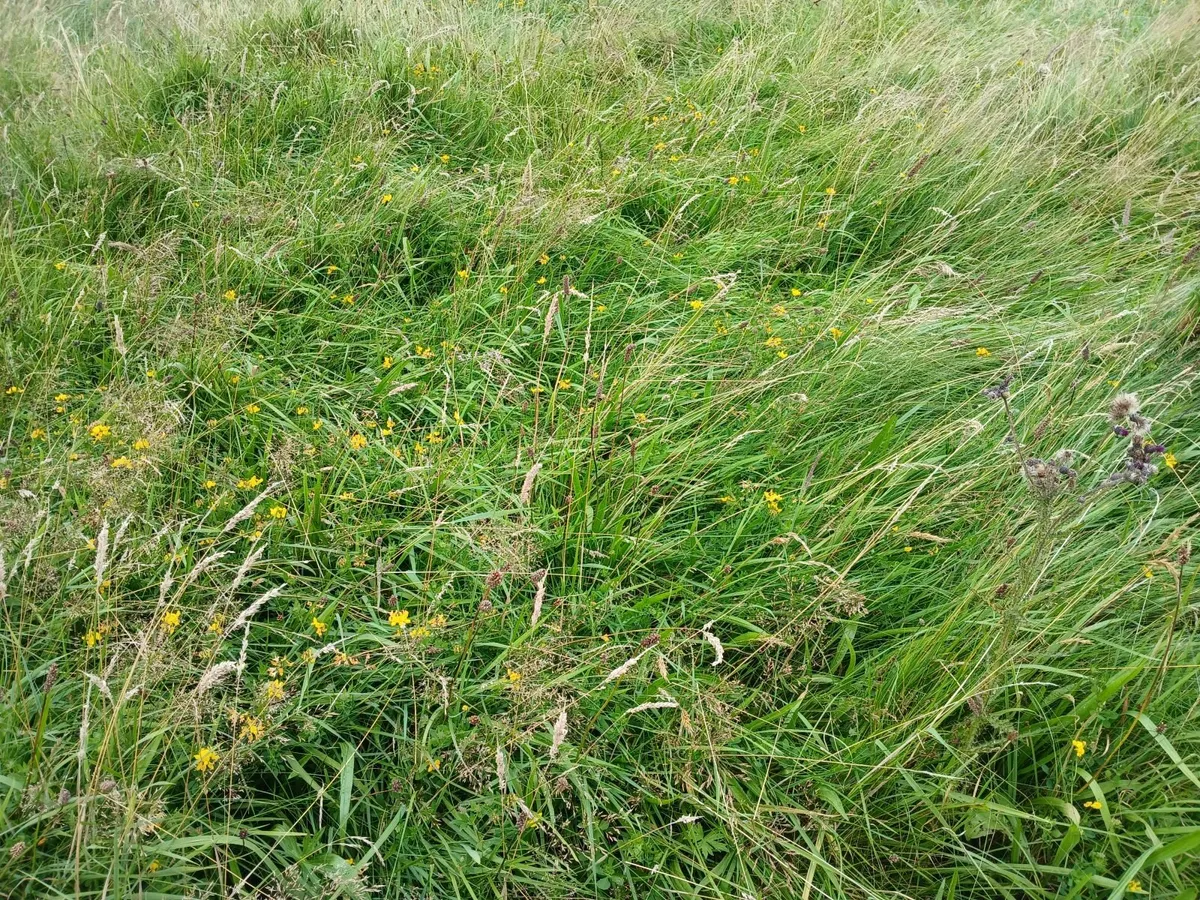 Cavan town: 4.5 Acres free for Sillage cutting - Image 4