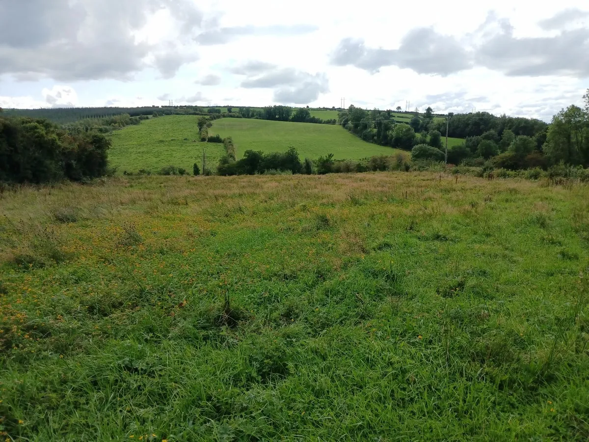 Cavan town: 4.5 Acres free for Sillage cutting - Image 1