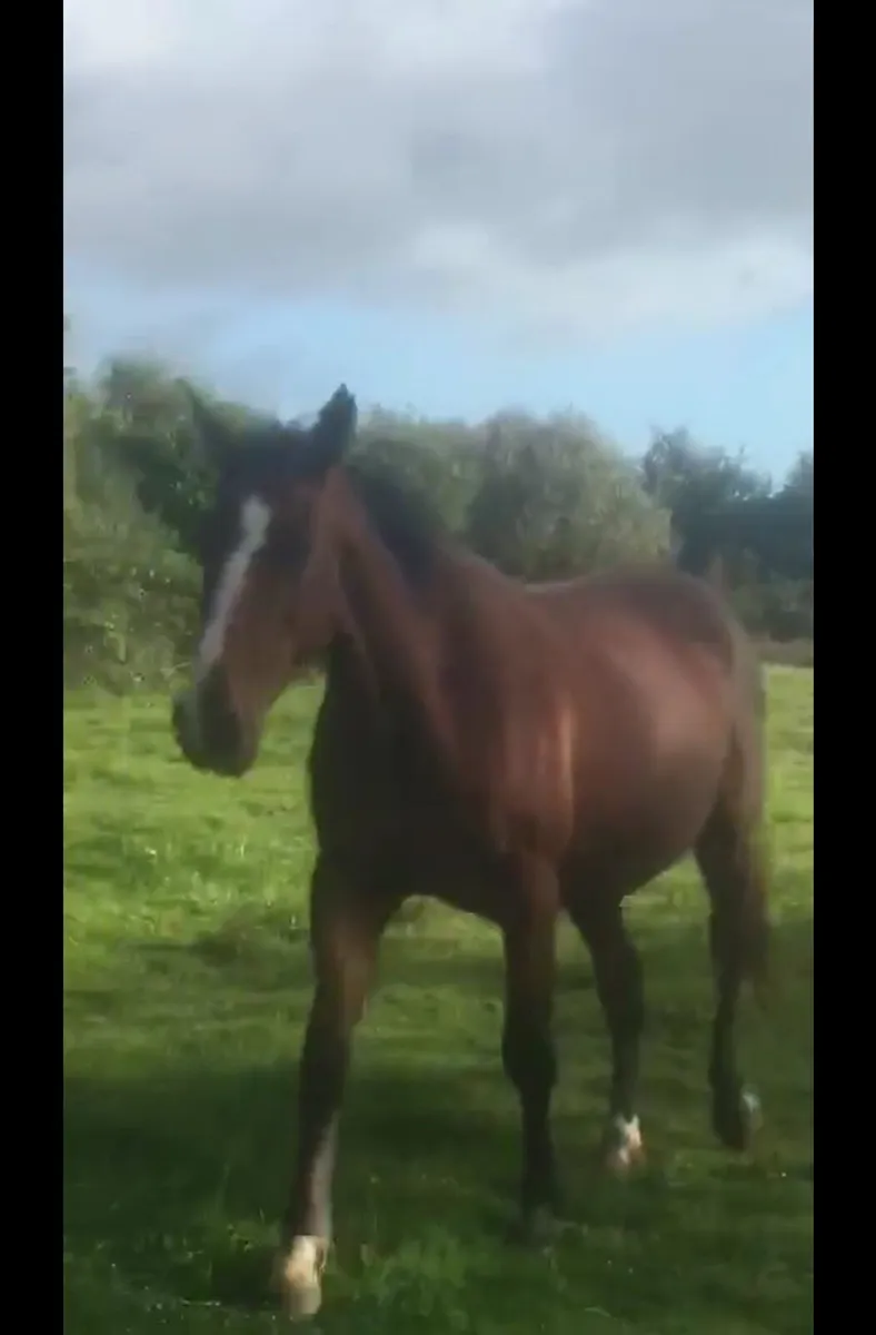 Horse - Image 1