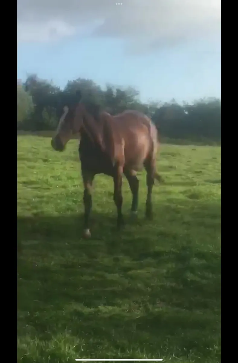 Horse - Image 2