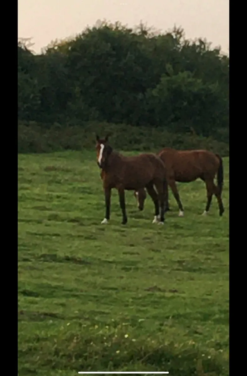Horse - Image 3
