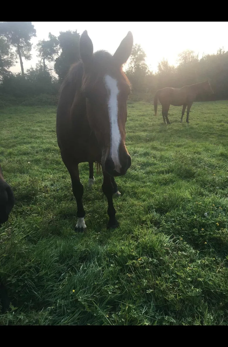 Horse - Image 4