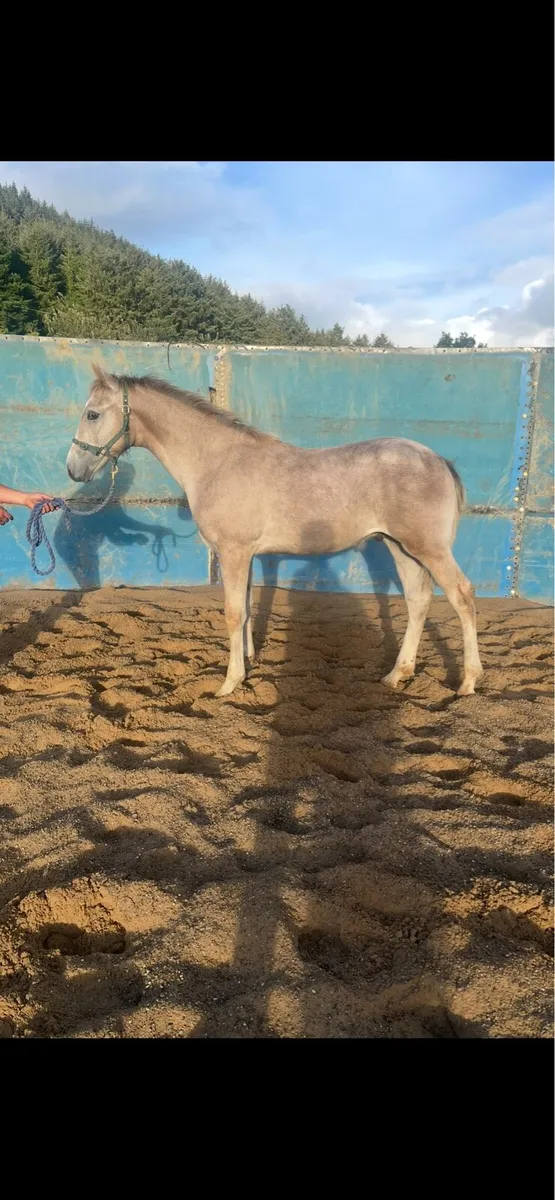 RID Colt foal THE Bachelor - Image 1