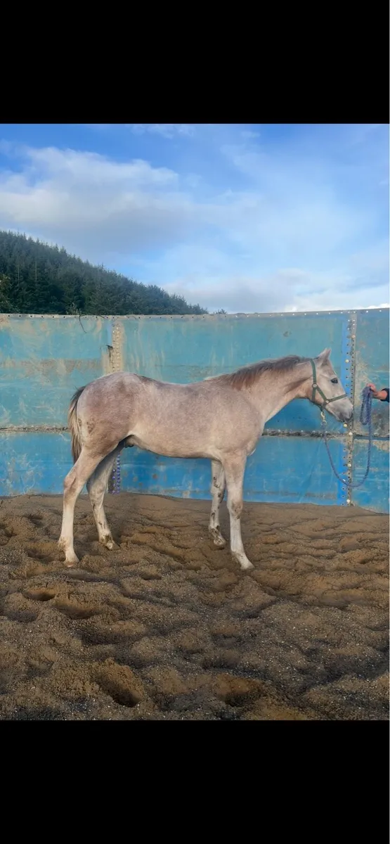 RID Colt foal THE Bachelor - Image 2