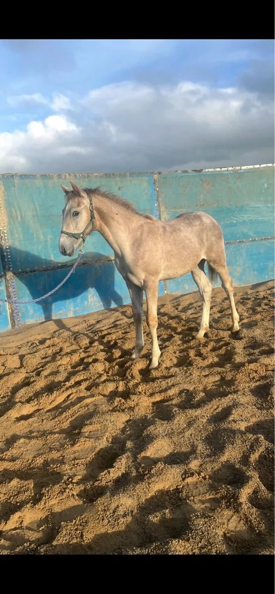 RID Colt foal THE Bachelor - Image 3