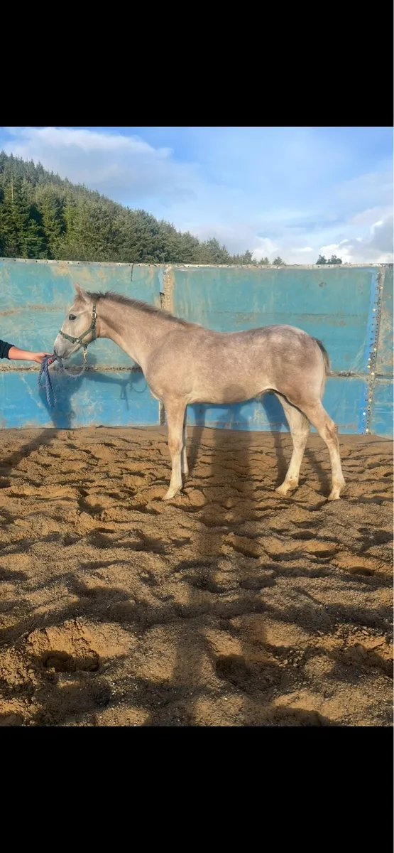 RID Colt foal THE Bachelor - Image 4