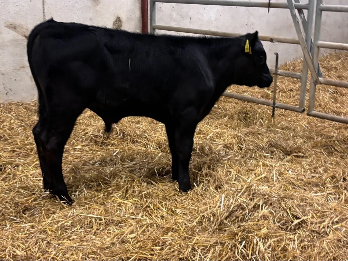 2 super Angus calves for sale - Image 2