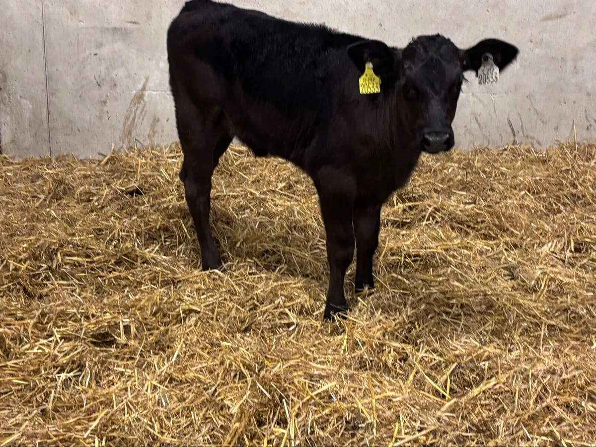 2 super Angus calves for sale - Image 3