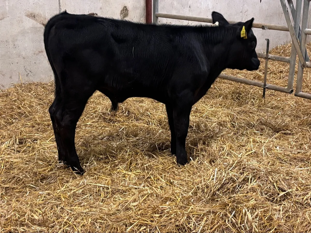 2 super Angus calves for sale - Image 1