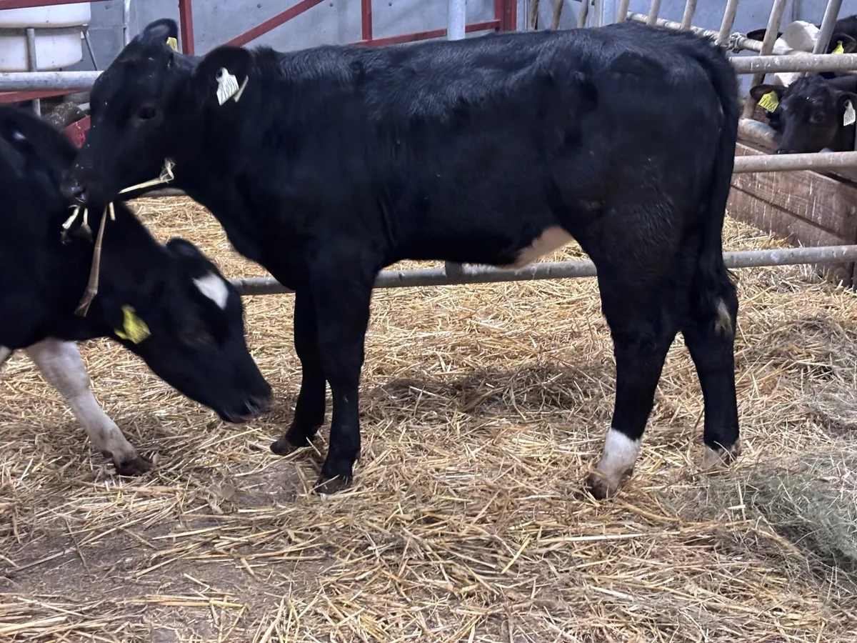 2 top quality weanling heifers for sale - Image 1