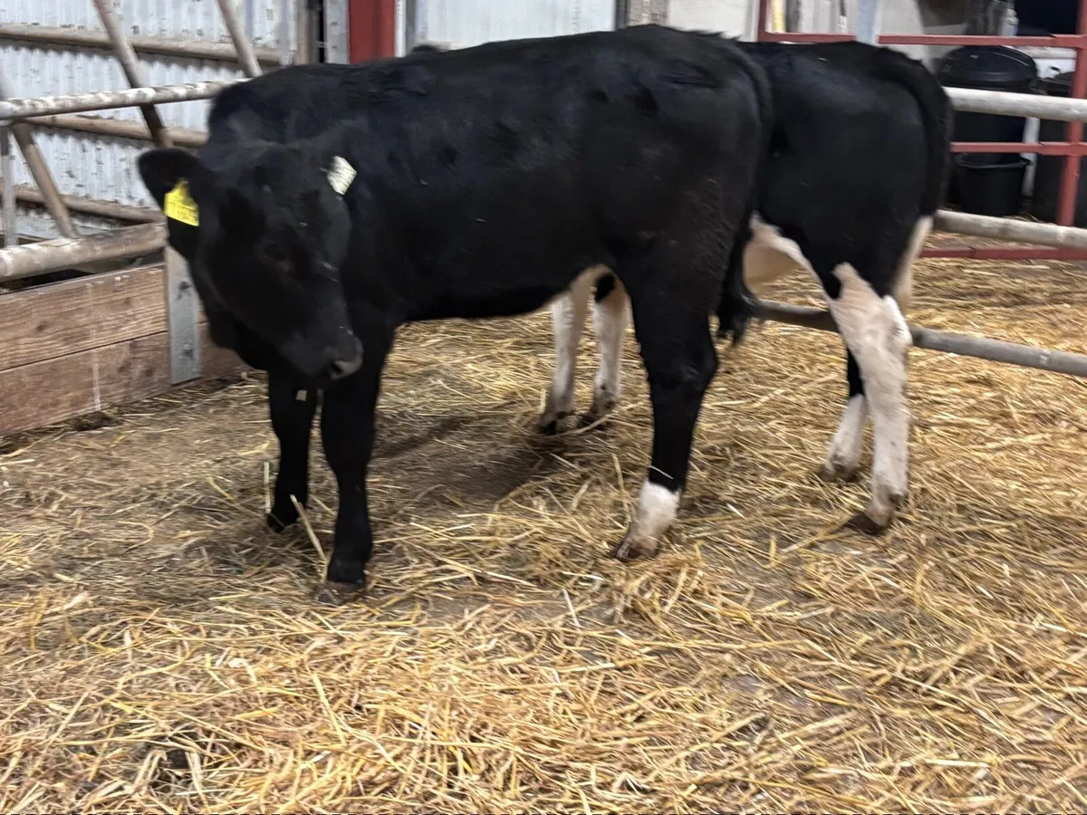 2 top quality weanling heifers for sale - Image 2