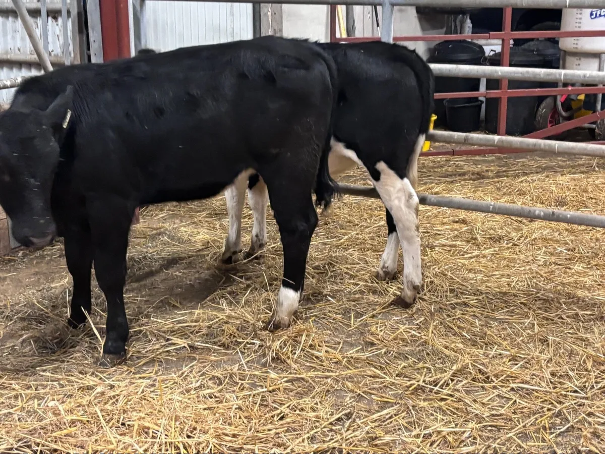 2 top quality weanling heifers for sale - Image 3