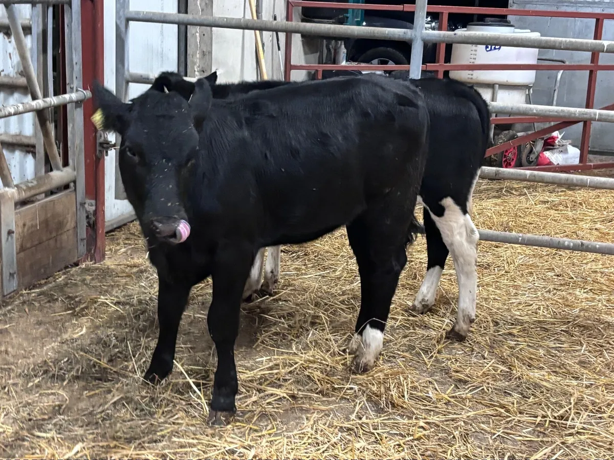 2 top quality weanling heifers for sale - Image 4