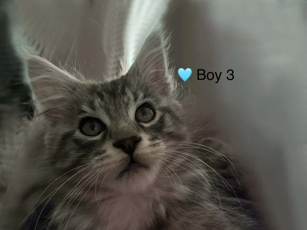 Intelligent Purebred Maine Coon Beauties - Image 4