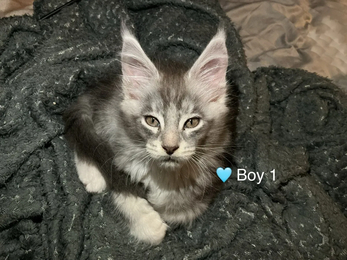 Intelligent Purebred Maine Coon Beauties - Image 1