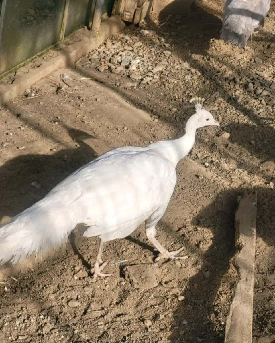 Peacock - Image 1