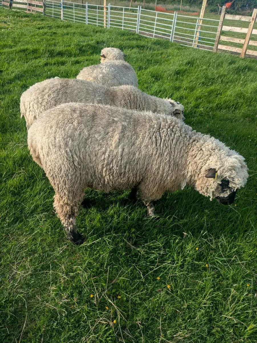 Shropshire sheep pedigree - Image 2