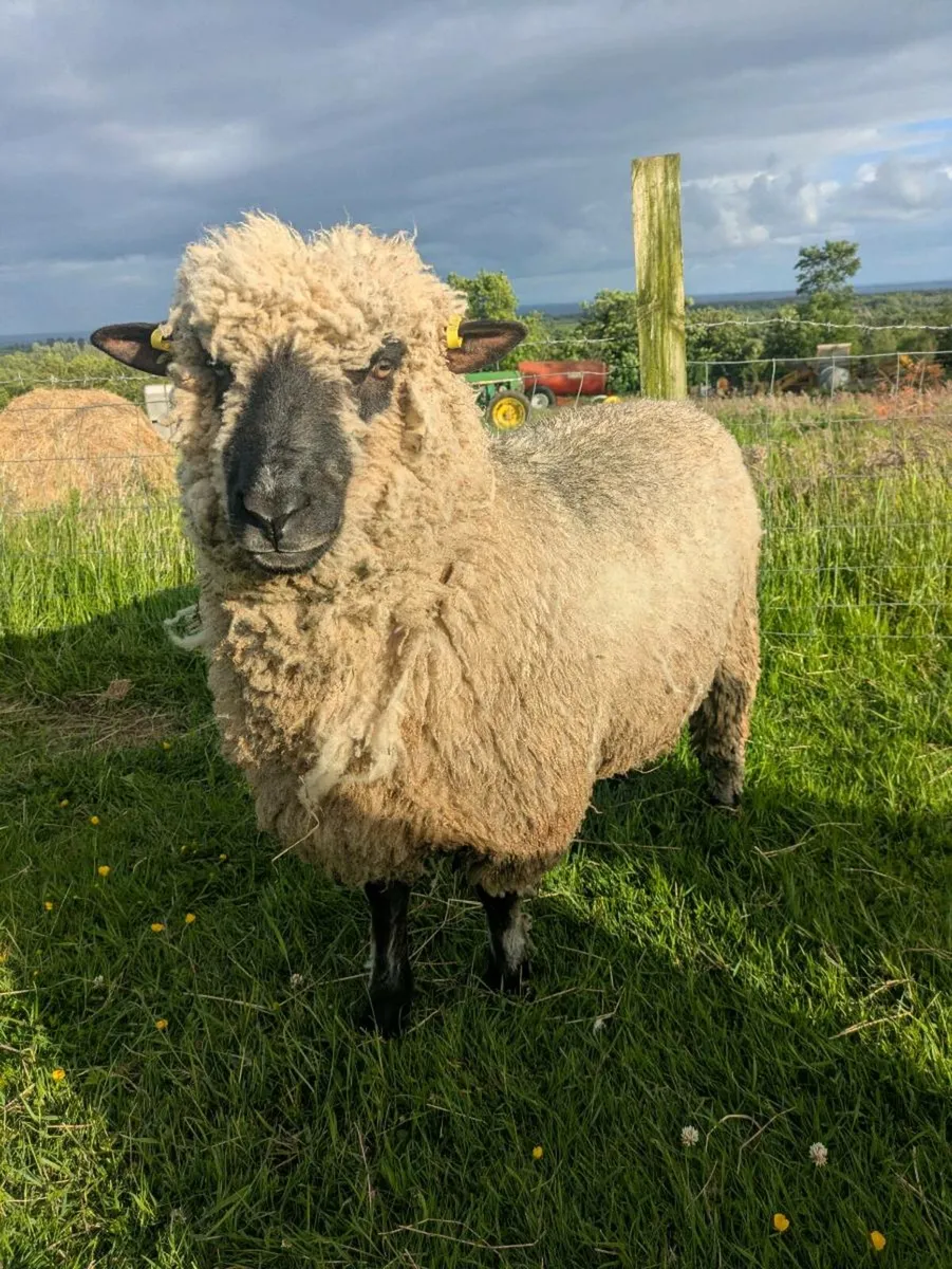 Shropshire sheep pedigree - Image 3