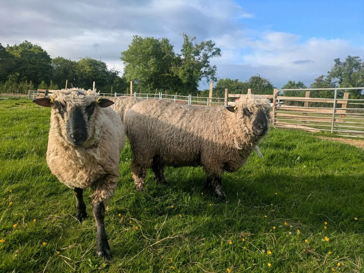 Shropshire sheep pedigree - Image 4