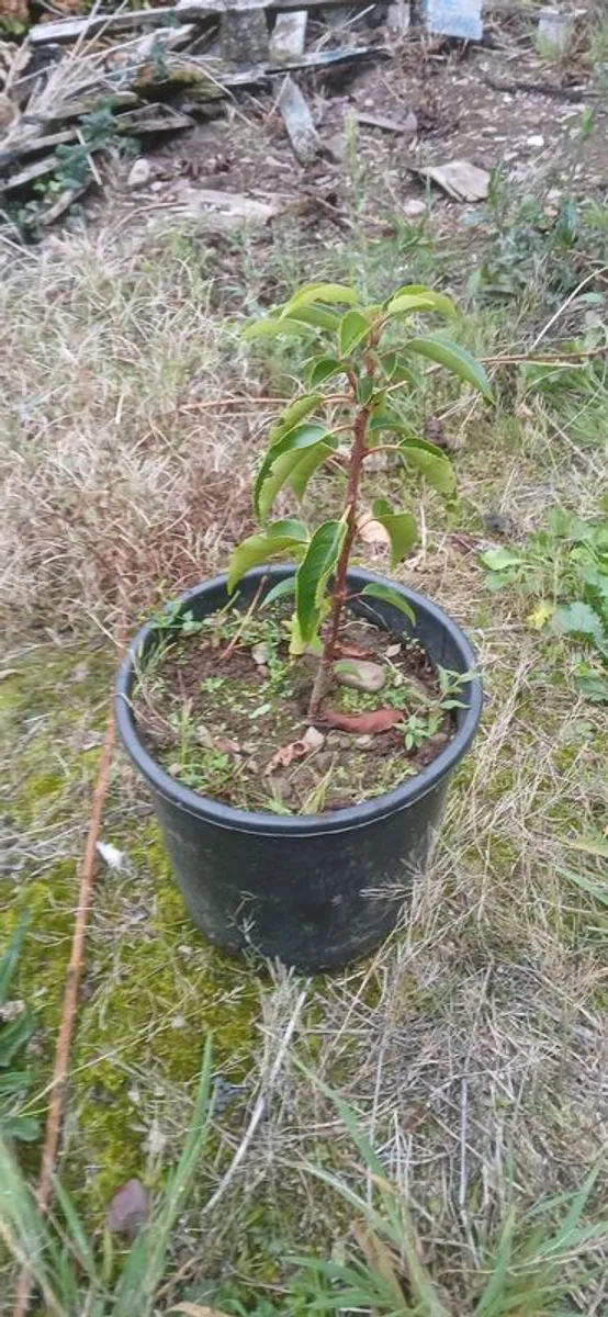 Portuguese laurel - Image 1