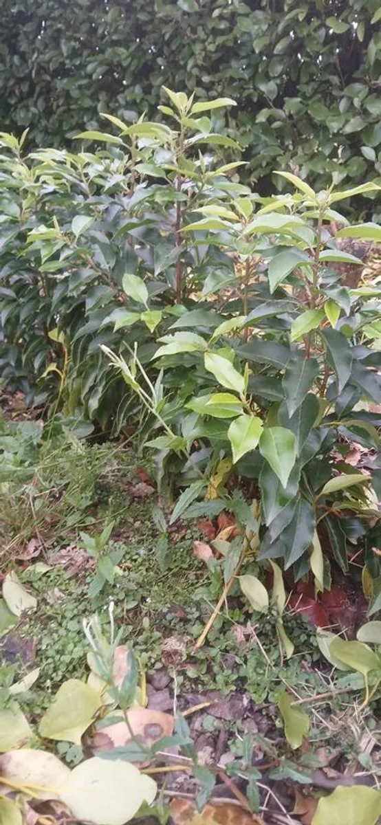 Portuguese laurel - Image 2
