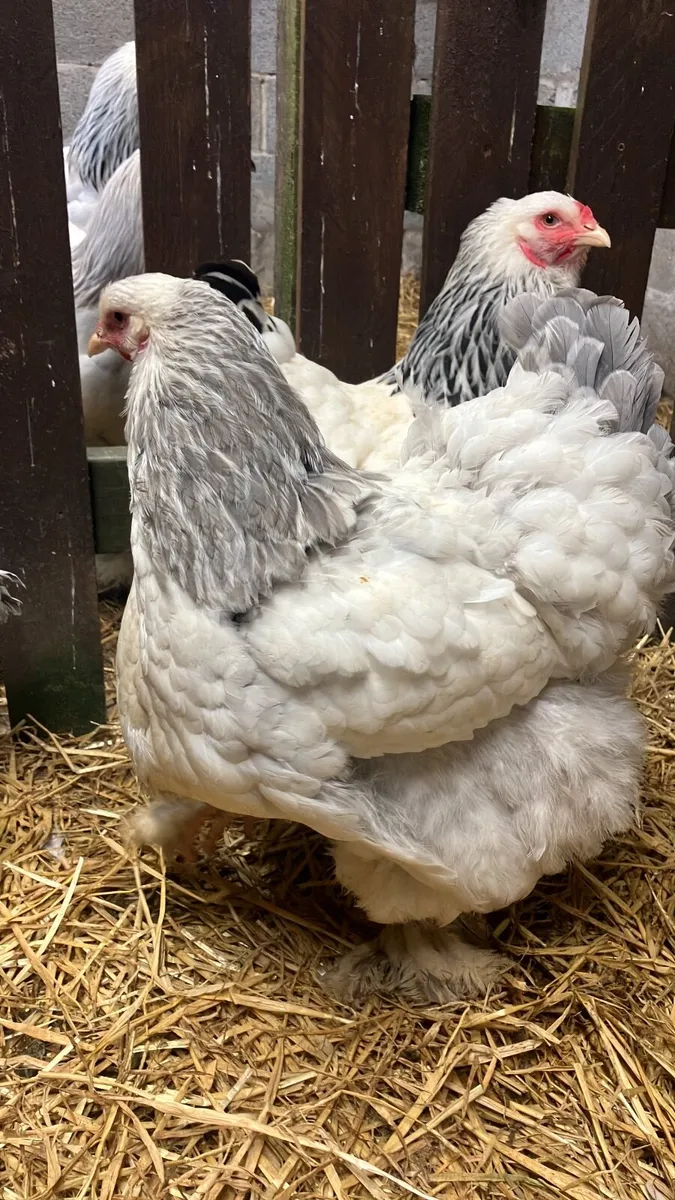Light Brahma  cock and hen - Image 2
