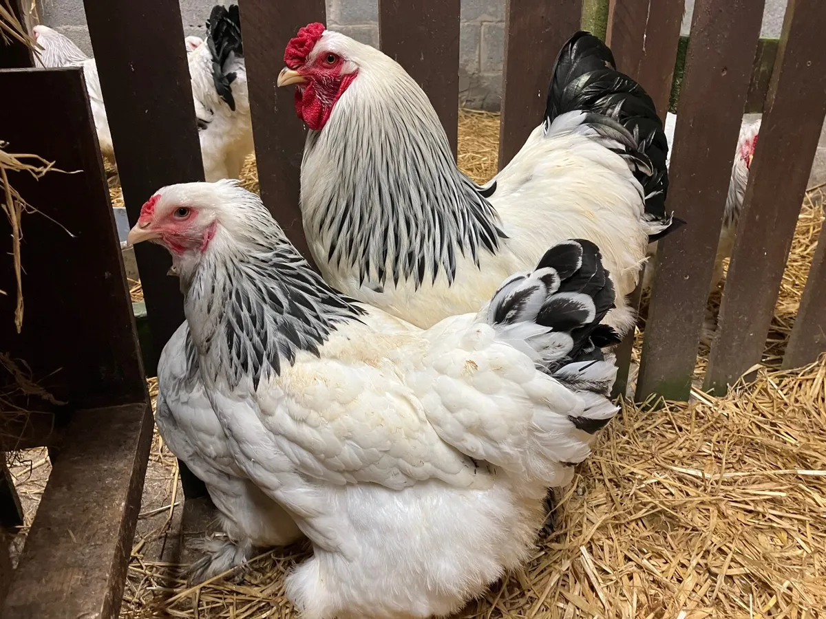 Light Brahma  cock and hen - Image 1