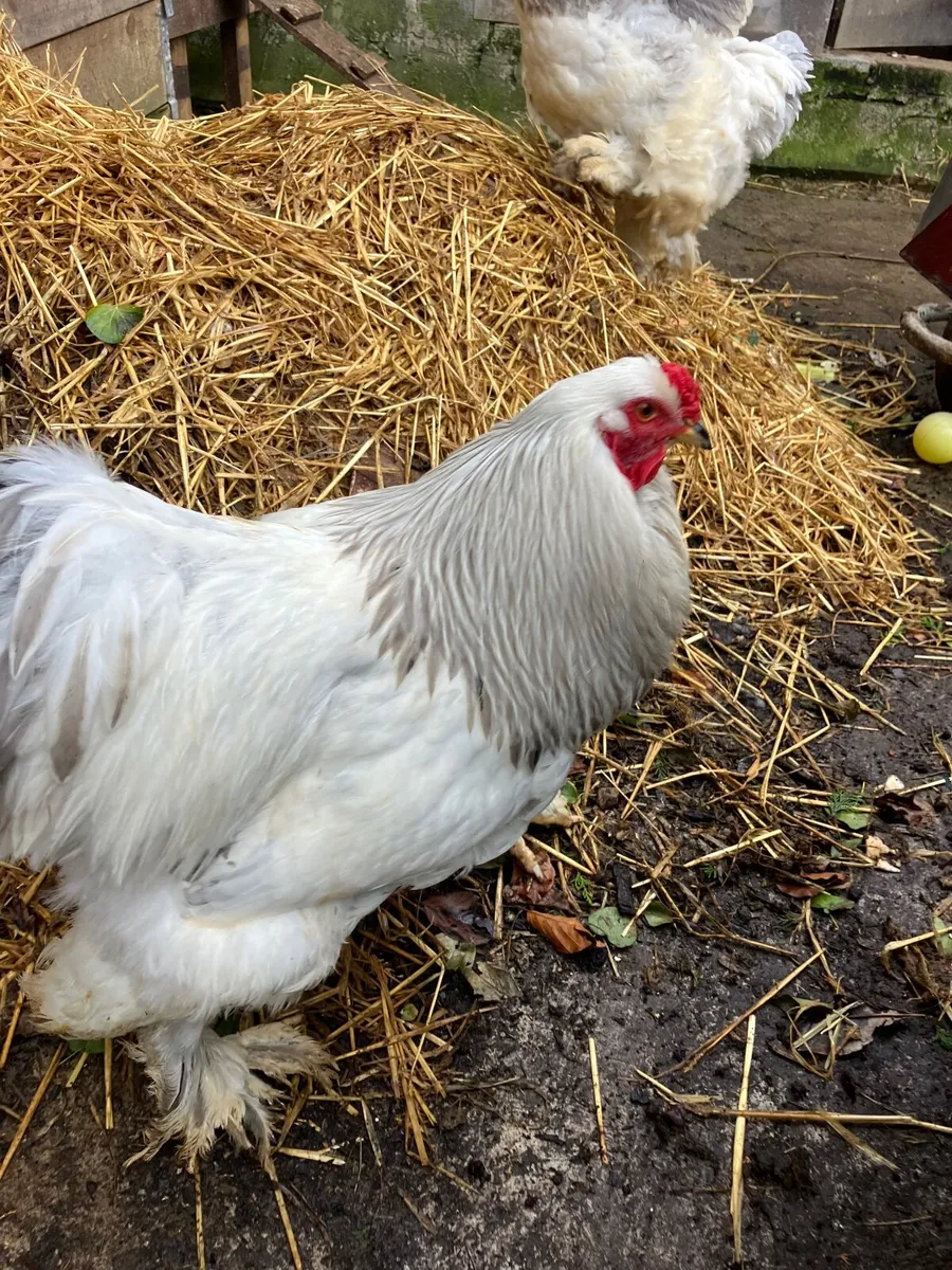 Light Brahma  cock and hen - Image 3