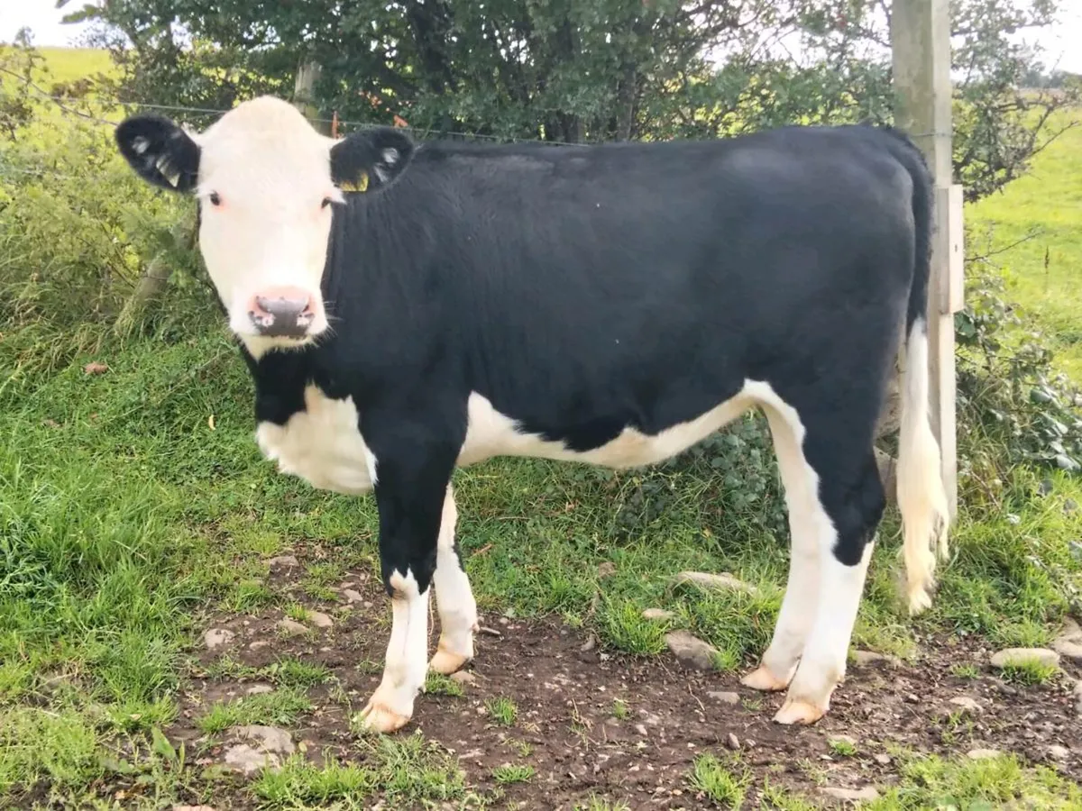 Hereford Heifers - Image 2