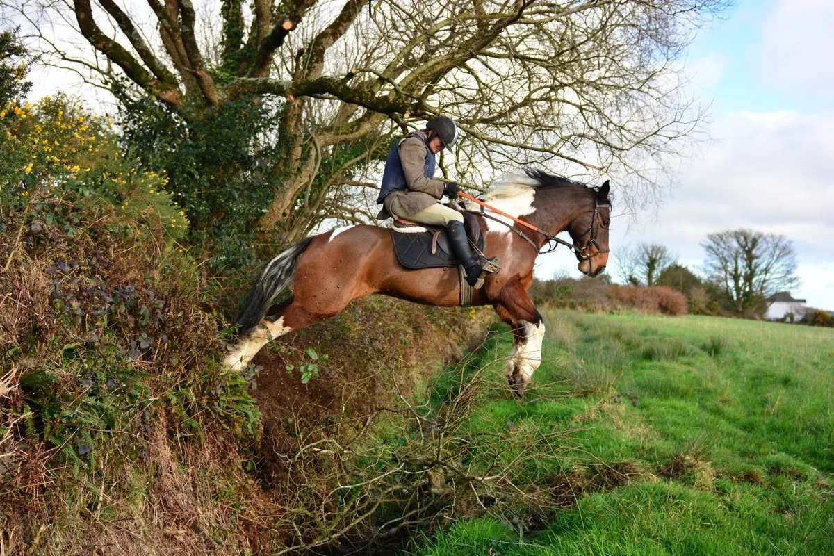 15.1 coloured horse - Image 4