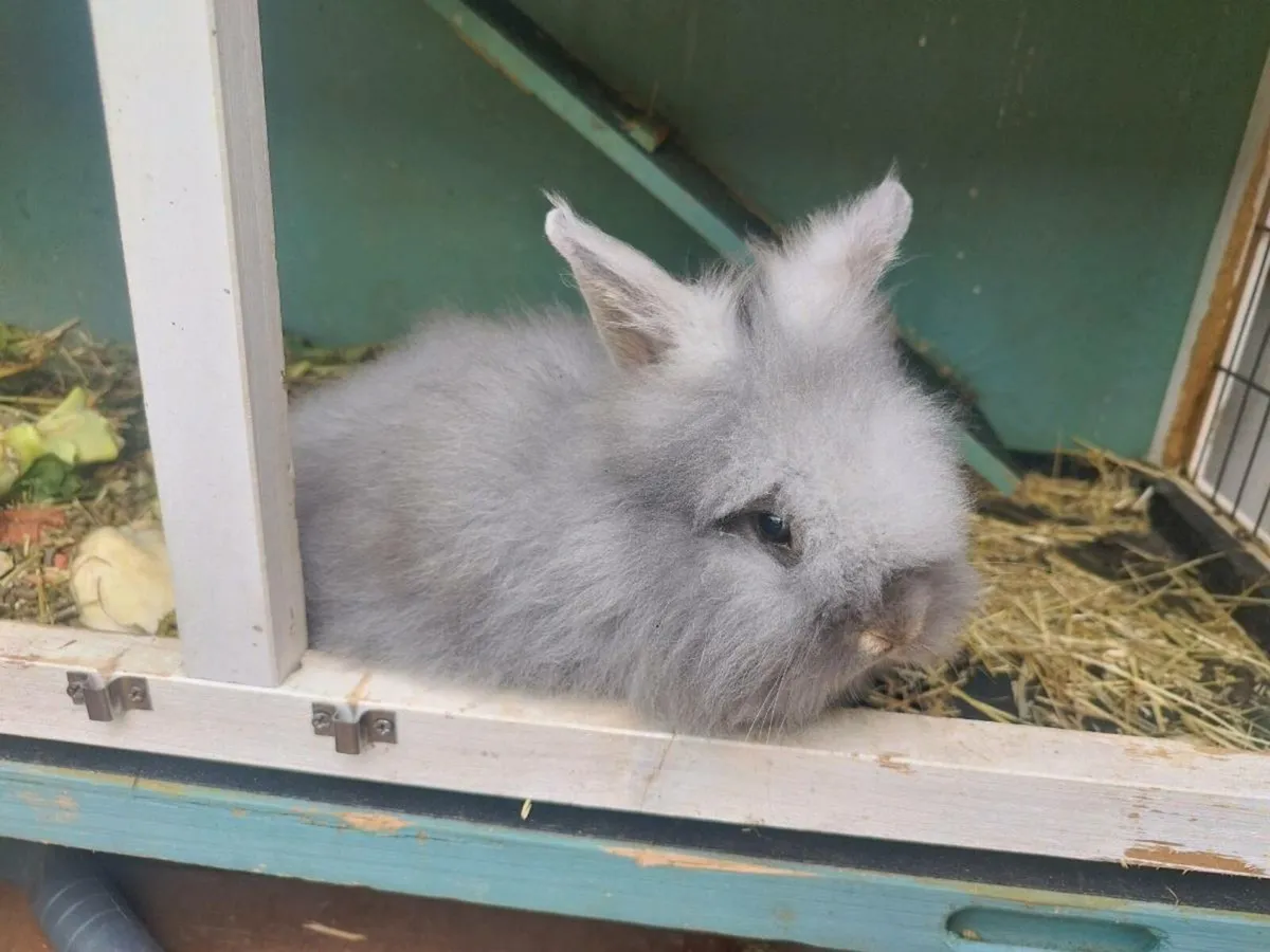 Baby Lionhead Rabbit - Image 1
